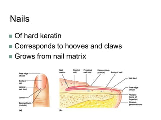 Nails
 Of hard keratin
 Corresponds to hooves and claws
 Grows from nail matrix
 