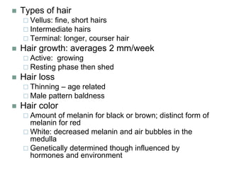  Types of hair
 Vellus: fine, short hairs
 Intermediate hairs
 Terminal: longer, courser hair
 Hair growth: averages 2 mm/week
 Active: growing
 Resting phase then shed
 Hair loss
 Thinning – age related
 Male pattern baldness
 Hair color
 Amount of melanin for black or brown; distinct form of
melanin for red
 White: decreased melanin and air bubbles in the
medulla
 Genetically determined though influenced by
hormones and environment
 