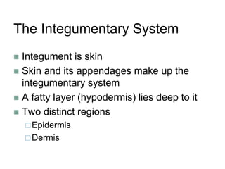 The Integumentary System
 Integument is skin
 Skin and its appendages make up the
integumentary system
 A fatty layer (hypodermis) lies deep to it
 Two distinct regions
Epidermis
Dermis
 