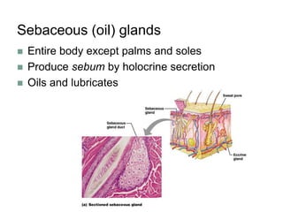 Sebaceous (oil) glands
 Entire body except palms and soles
 Produce sebum by holocrine secretion
 Oils and lubricates
 