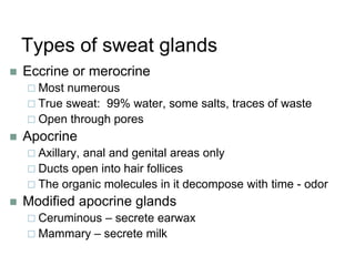 Types of sweat glands
 Eccrine or merocrine
 Most numerous
 True sweat: 99% water, some salts, traces of waste
 Open through pores
 Apocrine
 Axillary, anal and genital areas only
 Ducts open into hair follices
 The organic molecules in it decompose with time - odor
 Modified apocrine glands
 Ceruminous – secrete earwax
 Mammary – secrete milk
 