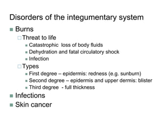Disorders of the integumentary system
 Burns
Threat to life
 Catastrophic loss of body fluids
 Dehydration and fatal circulatory shock
 Infection
Types
 First degree – epidermis: redness (e.g. sunburn)
 Second degree – epidermis and upper dermis: blister
 Third degree - full thickness
 Infections
 Skin cancer
 