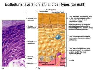 Epithelium: layers (on left) and cell types (on right)
 
