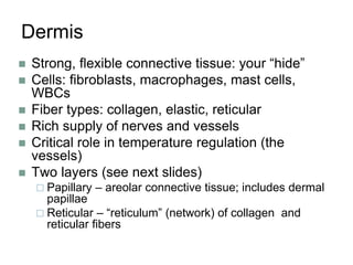 Dermis
 Strong, flexible connective tissue: your “hide”
 Cells: fibroblasts, macrophages, mast cells,
WBCs
 Fiber types: collagen, elastic, reticular
 Rich supply of nerves and vessels
 Critical role in temperature regulation (the
vessels)
 Two layers (see next slides)
 Papillary – areolar connective tissue; includes dermal
papillae
 Reticular – “reticulum” (network) of collagen and
reticular fibers
 