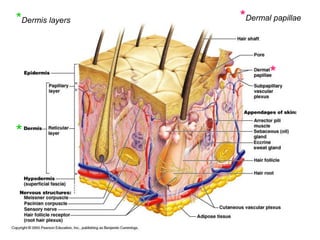 *Dermis layers
*
*
*Dermal papillae
 