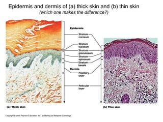 Epidermis and dermis of (a) thick skin and (b) thin skin
(which one makes the difference?)
 