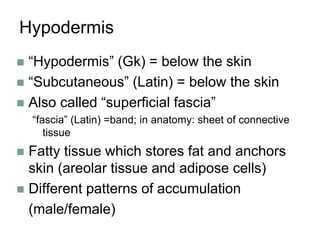 Hypodermis
 “Hypodermis” (Gk) = below the skin
 “Subcutaneous” (Latin) = below the skin
 Also called “superficial fascia”
“fascia” (Latin) =band; in anatomy: sheet of connective
tissue
 Fatty tissue which stores fat and anchors
skin (areolar tissue and adipose cells)
 Different patterns of accumulation
(male/female)
 