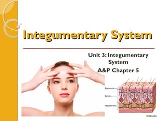 Integumentary SystemIntegumentary System
Unit 3: Integumentary
System
A&P Chapter 5
 