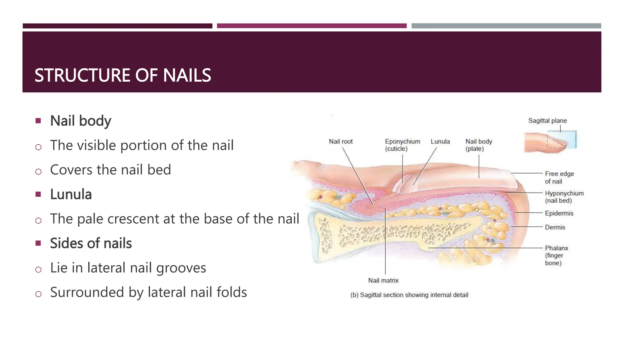 Integumentary System SMP B. Pharm Sem I.ppt