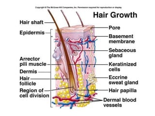 Integumentary System (unit VII).pptx