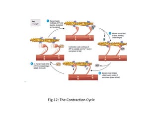 Integumentary systSkeletalsyst andjoint .pdf