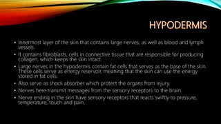 • Innermost layer of the skin that contains large nerves, as well as blood and lymph
vessels.
• It contains fibroblasts, cells in connective tissue that are responsible for producing
collagen, which keeps the skin intact.
• Large nerves in the hypodermis contain fat cells that serves as the base of the skin.
These cells serve as energy reservoir, meaning that the skin can use the energy
stored in fat cells.
• Also serve as shock absorber which protect the organs from injury.
• Nerves here transmit messages from the sensory receptors to the brain.
• Nerve ending in the skin have sensory receptors that reacts swiftly to pressure,
temperature, touch and pain.
 