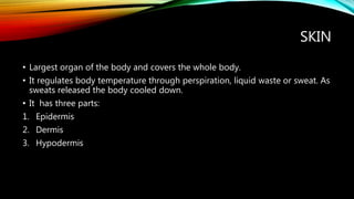 SKIN
• Largest organ of the body and covers the whole body.
• It regulates body temperature through perspiration, liquid waste or sweat. As
sweats released the body cooled down.
• It has three parts:
1. Epidermis
2. Dermis
3. Hypodermis
 