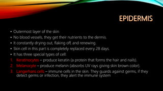 • Outermost layer of the skin
• No blood vessels, they get their nutrients to the dermis.
• It constantly drying out, flaking off, and renewing.
• Skin cell in this part is completely replaced every 28 days.
• It has three special types of cell:
1. Keratinocytes – produce keratin (a protein that forms the hair and nails).
2. Melanocyte – produce melanin (absorbs UV rays giving skin brown color).
3. Langerhans cells – immune cells in the skin. They guards against germs, if they
detect germs or infection, they alert the immune system
 