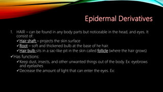 1. HAIR – can be found in any body parts but noticeable in the head, and eyes. It
consist of:
Hair shaft – projects the skin surface
Root – soft and thickened bulb at the base of he hair.
Hair bulb sits in a sac-like pit in the skin called follicle (where the hair grows)
Has functions:
Keep dust, insects, and other unwanted things out of the body. Ex: eyebrows
and eyelashes
Decrease the amount of light that can enter the eyes. Ex:
 