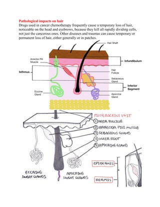 Pathological impacts on hair
Drugs used in cancer chemotherapy frequently cause a temporary loss of hair,
noticeable on the head and eyebrows, because they kill all rapidly dividing cells,
not just the cancerous ones. Other diseases and traumas can cause temporary or
permanent loss of hair, either generally or in patches.
 