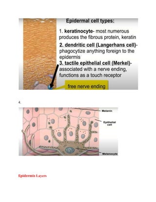 4.
Epidermis Layers
 