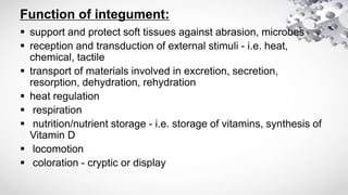 Integument | PPTX