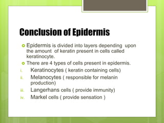 Conclusion of Epidermis
 Epidermis is divided into layers depending upon
the amount of keratin present in cells called
keratinocyte.
 There are 4 types of cells present in epidermis.
i. Keratinocytes ( keratin containing cells)
ii. Melanocytes ( responsible for melanin
production)
iii. Langerhans cells ( provide immunity)
iv. Markel cells ( provide sensation )
 
