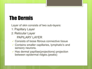 The Dermis
Layer of skin consists of two sub-layers:
1: Papillary Layer
2: Reticular Layer
PAPILARY LAYER
 Consists of loose fibrous connective tissue
 Contains smaller capillaries, lymphatic's and
sensory neurons.
 Has dermal papillae(projections) projection
between epidermal ridges.(peaks)
 