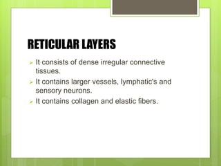 RETICULAR LAYERS
 It consists of dense irregular connective
tissues.
 It contains larger vessels, lymphatic's and
sensory neurons.
 It contains collagen and elastic fibers.
 