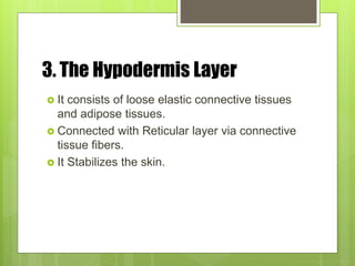 3. The Hypodermis Layer
 It consists of loose elastic connective tissues
and adipose tissues.
 Connected with Reticular layer via connective
tissue fibers.
 It Stabilizes the skin.
 
