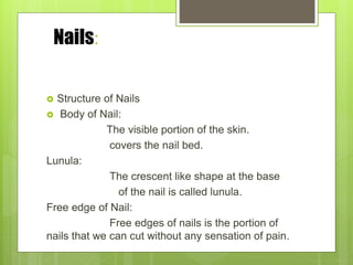 Nails:
 Structure of Nails
 Body of Nail:
The visible portion of the skin.
covers the nail bed.
Lunula:
The crescent like shape at the base
of the nail is called lunula.
Free edge of Nail:
Free edges of nails is the portion of
nails that we can cut without any sensation of pain.
 