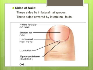  Sides of Nails:
These sides lie in lateral nail groves .
These sides covered by lateral nail folds.
 