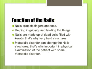 Function of the Nails:
 Nails protects fingers and toes.
 Helping in griping and holding the things.
 Nails are made up of dead cells filled with
keratin that’s why very hard structures.
 Metabolic disorder can change the Nails
structures, that’s why important in physical
examination of the patient with some
metabolic disorder.
 