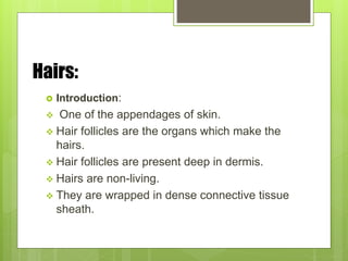 Hairs:
 Introduction:
 One of the appendages of skin.
 Hair follicles are the organs which make the
hairs.
 Hair follicles are present deep in dermis.
 Hairs are non-living.
 They are wrapped in dense connective tissue
sheath.
 