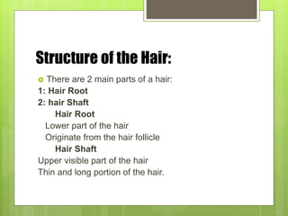 Structure of the Hair:
 There are 2 main parts of a hair:
1: Hair Root
2: hair Shaft
Hair Root
Lower part of the hair
Originate from the hair follicle
Hair Shaft
Upper visible part of the hair
Thin and long portion of the hair.
 