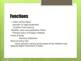 Functions:
 Hairs of the Head:
provide UV light protection
Cushion from trauma
Nostrils, ears and eyelashes Hairs:
Prevent entry of foreign material
Hairs of body
Sensory detection
Root of every hair:
Have sensory nerves at the base of hair follicles that
detects slight movement of hairs.
 