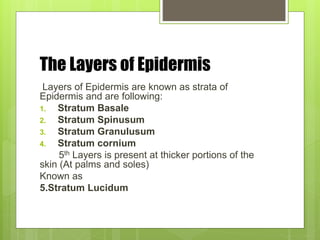 The Layers of Epidermis
Layers of Epidermis are known as strata of
Epidermis and are following:
1. Stratum Basale
2. Stratum Spinusum
3. Stratum Granulusum
4. Stratum cornium
5th Layers is present at thicker portions of the
skin (At palms and soles)
Known as
5.Stratum Lucidum
 