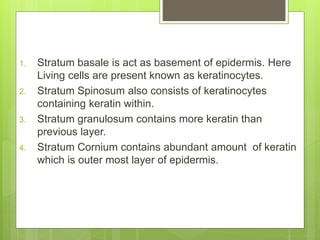 1. Stratum basale is act as basement of epidermis. Here
Living cells are present known as keratinocytes.
2. Stratum Spinosum also consists of keratinocytes
containing keratin within.
3. Stratum granulosum contains more keratin than
previous layer.
4. Stratum Cornium contains abundant amount of keratin
which is outer most layer of epidermis.
 