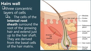 Internal Rooth Sheath Integumetary System and thier functions.pptx