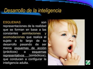 Desarrollo de la inteligencia ESQUEMAS  son representaciones de la realidad que se forman en base a las constantes  asimilaciones y acomodaciones  que realiza el sujeto a lo largo de su desarrollo pasando de ser meros  esquemas de acción  (prácticos) a  esquemas representativos  (simbólicos), que conducen a configurar la inteligencia adulta.  
