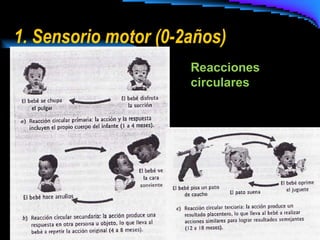 1. Sensorio motor (0-2años) Reacciones circulares 
