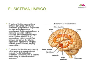 EL SISTEMA LÍMBICO
 El sistema límbico es un sistema
formado por varias estructuras
cerebrales que gestionan respuestas
fisiológicas ante estímulos
emocionales. Está relacionado con la
memoria, atención, instintos
sexuales, emociones (por ejemplo
placer, miedo, agresividad),
personalidad y la conducta. Está
formado por partes del tálamo,
hipotálamo, hipocampo, amígdala
cerebral, cuerpo calloso, septo y
mesencéfalo.
 El sistema límbico interacciona muy
velozmente (y al parecer sin que
necesite mediar estructuras
cerebrales superiores) con el sistema
endocrino y el sistema nervioso
autónomo.
 