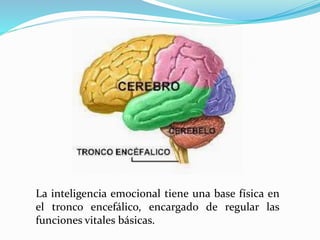 Evolucion de la Inteligencia emocional, CEREBRO BASE FÍSICA Y CONTROL EMOCIONAL - Por Zoila Andrade Slide 11