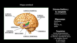 Sistema límbico y
la Amígdala
Asiento de pasiones
Hipocampo
Emociones,
placer,
disgusto, ira,
miedo
Neocórtex
Asiento del pensamiento,
responsable del razonamiento,
la reflexión, capacidad de prever
y de imaginar. Proceso
de información
de los sentidos
Mapa cerebral
 