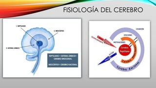 FISIOLOGÍA DEL CEREBRO
 
