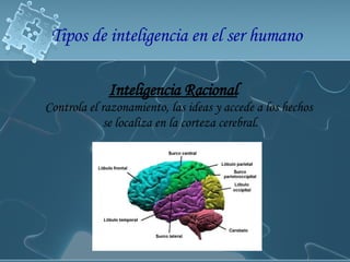 Tipos de inteligencia en el ser humano Inteligencia Racional Controla el razonamiento, las ideas y accede a los hechos  se localiza en la corteza cerebral. 