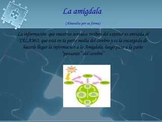 La amígdala   (Almendra por su forma) La información  que nuestros sentidos reciben del exterior es enviada al TÁLAMO, que está en la parte media del cerebro y es la encargada de hacerle llegar la información a la Amígdala, luego pasa a la parte “pensante” del cerebro” 
