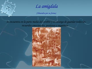 La amígdala   (Almendra por su forma)   Se encuentra en la parte media del cerebro y se encarga de guardar todos los recuerdos emocionales, positivos o negativos.   