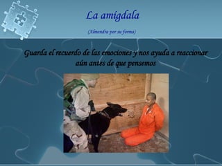 La amígdala   (Almendra por su forma)   Guarda el recuerdo de las emociones y nos ayuda a reaccionar aún antes de que pensemos 