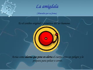 La amígdala   (Almendra por su forma)   Es el cerebro original y primitivo del ser humano.    Actúa como  alarma que pone en alerta  el cuerpo ante un peligro y lo prepara para pelear o correr. 
