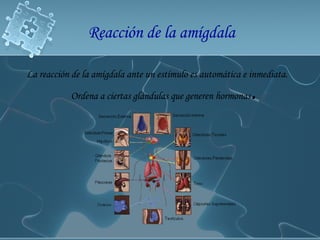 Reacción de la amígdala La reacción de la amígdala ante un estímulo es automática e inmediata. Ordena a ciertas glándulas que generen hormonas . 