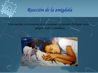 Reacción de la amígdala Esta reacción, en la mayoría de las ocasiones, no permite distinguir entre peligros reales y simbólicos. 