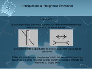 1.- Recepción : Lo que implica que el cerebro humano nunca recibe directamente los estímulos captados por los receptores Principios de la Inteligencia Emocional Sino únicamente los productos de sus efectos sobre las neuronas sensitivas.  Éstas son mandadas al encéfalo por medio del axón de las neuronas sensitivas, o a otras neuronas que los transmiten a dicho encéfalo por medio de su propio axón. 