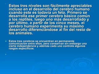 Estos tres niveles son fácilmente apreciables incluso en el desarrollo del cerebro humano cuando este es todavía un feto. Primero se desarrolla ese primer cerebro básico común a los reptiles, luego uno más desarrollado y por último, a partir de los cinco meses, el cerebro humano experimenta su máximo desarrollo diferenciándose al fin del resto de los animales. Estos tres cerebros se encuentran en permanente comunicación entre ellos, pero conservan sin embargo una cierta independencia y además cada uno controla algunos rasgos específicos.  